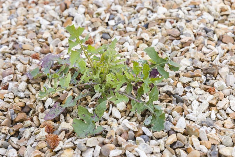 Garden Bed Weeding Costs — Cost of Garden Bed Weeding