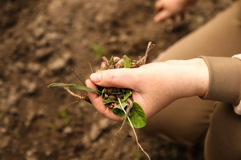 Garden Bed Weeding