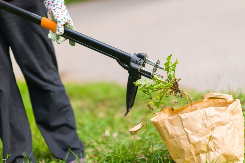 Specialized Weed Removal Experts