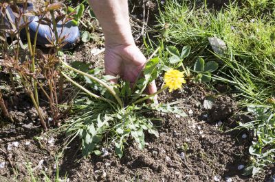 Improve the Appearance of Your Garden with Weed Pulling Services!