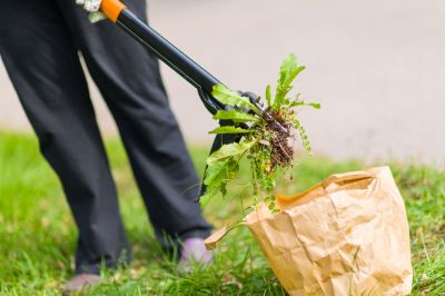 Remove Unwanted Weeds from Your Lawn and Garden!