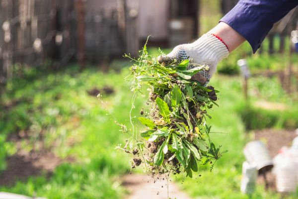 Garden Bed Weeding Service