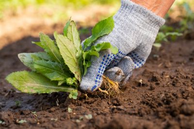 Promote the Health of Your Garden with Weed Pulling!