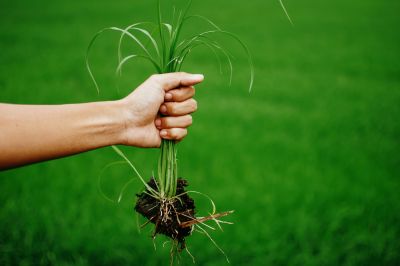 Keep Your Yard Looking its Best with Weed Pulling Service!
